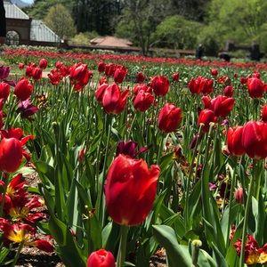 Meet your Posher, Sydney